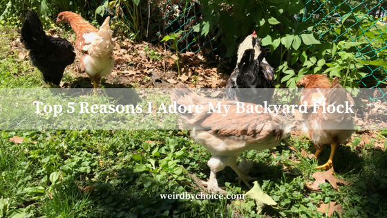 Top 5 Reasons I Adore My Backyard Flock