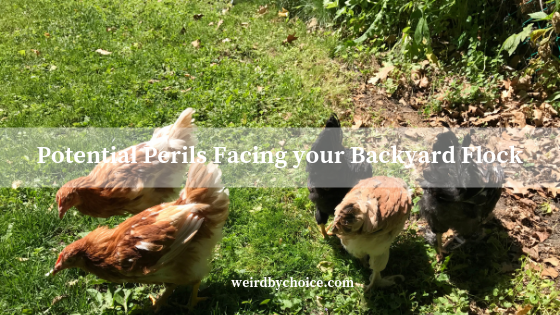 Potential Perils Facing your Backyard Flock