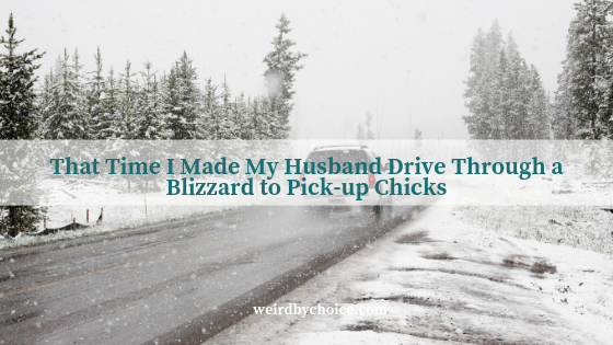 That Time I Made My Husband Drive Through a Blizzard to Pick-up Chicks