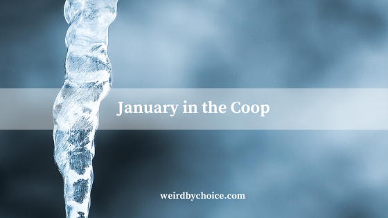 January in the Coop